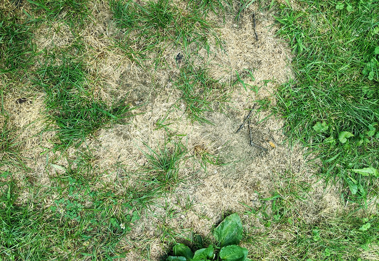 The Main Causes Of Bare Spots In Your Lawn